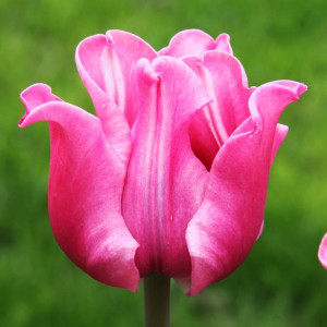 Tulipan Triumph Picture 5 szt.