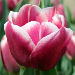 Tulipan Triumph Synaeda Blue 5 szt.