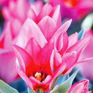Tulipan wielokwiatowy Toronto 5 szt.