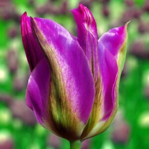 Tulipan zielonokwiatowy Nightrider 5 szt.