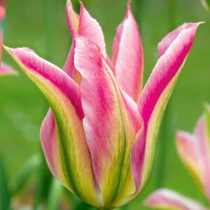 Tulipan zielonokwiatowy Virichic 5 szt.
