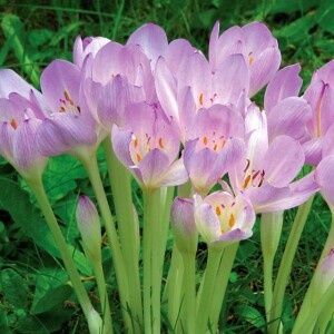 Colchicum Zimowit bizantyjski 1 szt.