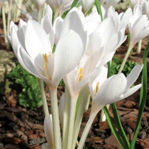 Colchicum Zimowit jesienny album 1 szt.