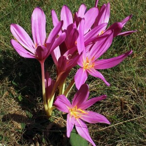 Colchicum Zimowit polski Lilac Wonder 1 szt.