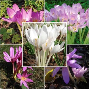 Zestaw Colchicum Zimowit 5 szt.