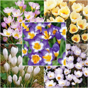 Zestaw Crocus Krokus botaniczny 50 szt.