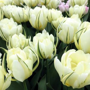Tulipan pełny biały 5 szt.
