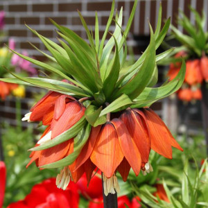 Fritillaria korona Szachownica Aurora 1 szt.
