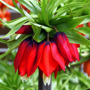 Fritillaria korona Szachownica Rubra Maxima 1 szt.