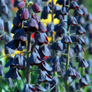 Fritillaria korona Szachownica perska 1 szt.