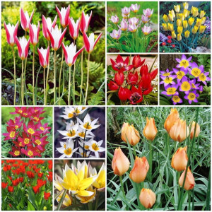 Tulipan botaniczny mieszanka mix 25 szt.