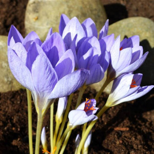 Krokus jesienny Speciosus Okazały 5 szt.