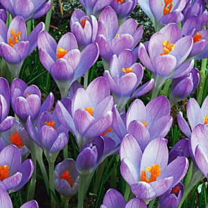 Krokus jesienny Speciosus Conqueror 5 szt.