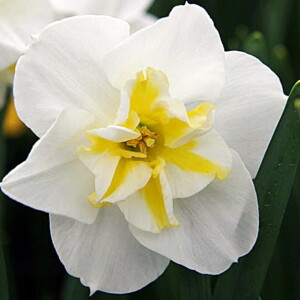 Narcyz o rozszcz. przykoronku Lemon Beauty 5 szt.