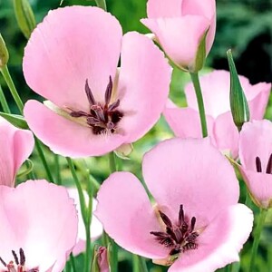Calochortus Cupido 10 szt.