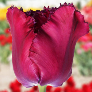 Tulipan elitarny Agata Kornhauser-Duda 5 szt.