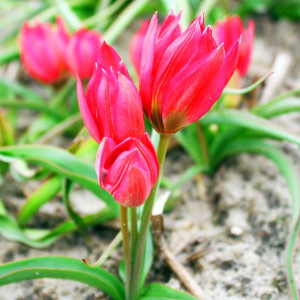 Tulipan botaniczny Little Beauty 5 szt.