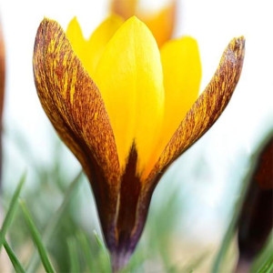 Krokus botaniczny Korolkowii 10 szt.