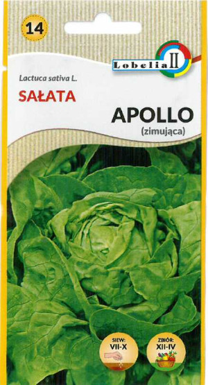 Sałata głowiasta zimująca Apollo 1g / L /