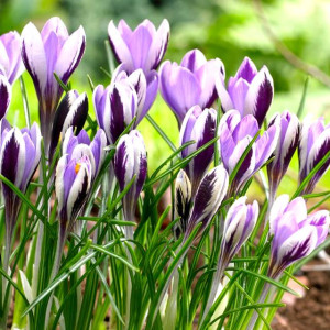 Krokus botaniczny Spring Beauty 10 szt.