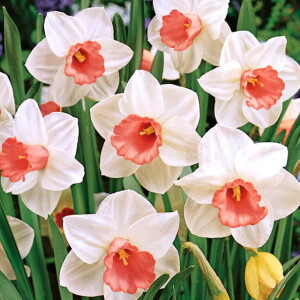 Narcyz botaniczny Iwona 5 szt.