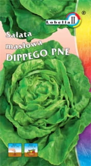 Sałata masłowa Dippego 1g / L /