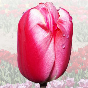 Tulipan elitarny Joanna Krause 5 szt.