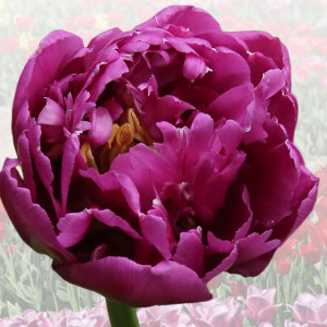 Tulipan elitarny Bronisław Komorowski 5 szt.