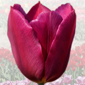 Tulipan elitarny Anna Komorowska 5 szt.