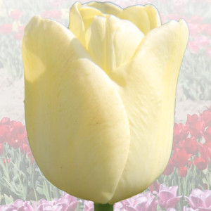 Tulipan elitarny Maria Kaczyńska 5 szt.
