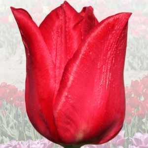 Tulipan elitarny Irena Sendler 5 szt.