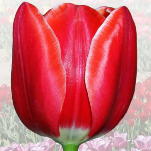 Tulipan elitarny Leszek Miller 5 szt.