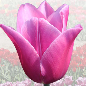 Tulipan elitarny Preludium Chopina 5 szt.