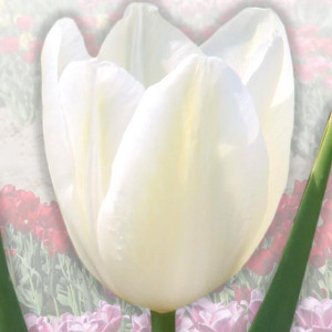 Tulipan elitarny Jan Paweł II 5 szt.