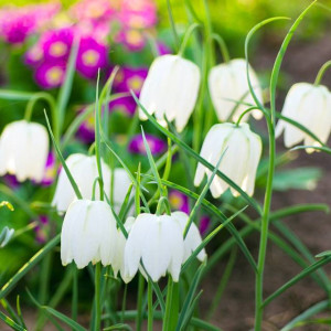 Fritillaria Szachownica kostkowata alba 5 szt