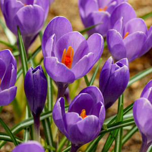 Krokus wiosenny Aqua 10 szt.