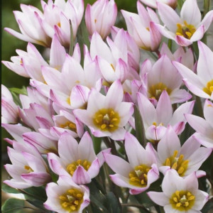 Tulipan botaniczny Hilde 5 szt.