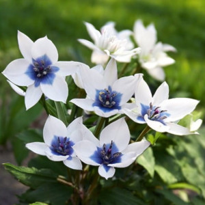 Tulipan botaniczny Alba Coerulea Oculata 5 szt.