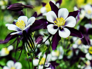 Aquilegia Orlik pojedynczy William Guiness 1 szt.