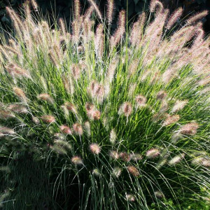 Pennisetum Trawa Rozplenica Hameln 1 szt. doniczka P9