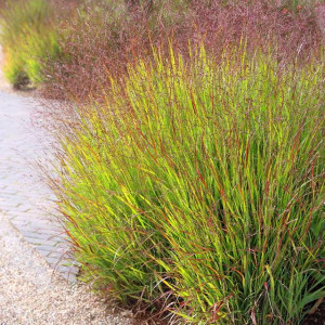 Panicum Trawa Proso Shenandoah 1 szt. doniczka P9