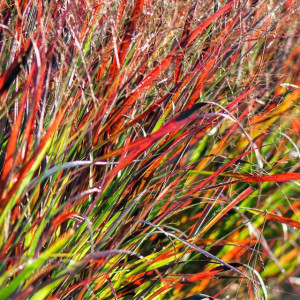 Panicum Trawa Proso Rotstrahlbusch 1 szt. doniczka P9