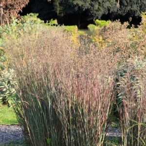 Panicum Proso Rózgowate Heiliger Hain 1 szt. doniczka P9
