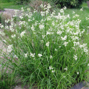 Luzula Nivea – kosmatka śnieżna 1 szt. doniczka P9