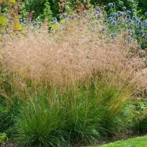 Deschampsia cespitosa Śmiałek Goldtau 1 szt. doniczka P9