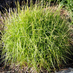 Carex Turzyca muskingumensis 'Aureovariegata' P9 1 szt.