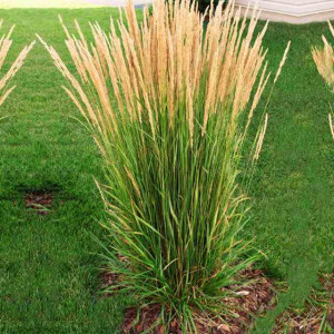 Calamagrostis Trzcinnik Karl Foerster 1 szt. P11