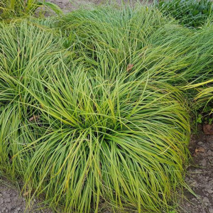 Carex Turzyca wiosenna The Beatles 1 szt. doniczka P9
