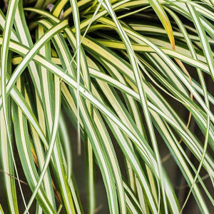 Carex Turzyca oszimska Moonlight 1 szt. doniczka P11