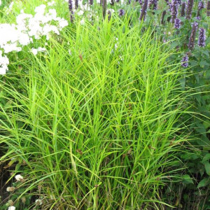 Carex Turzyca palmowa 1 szt. doniczka P11